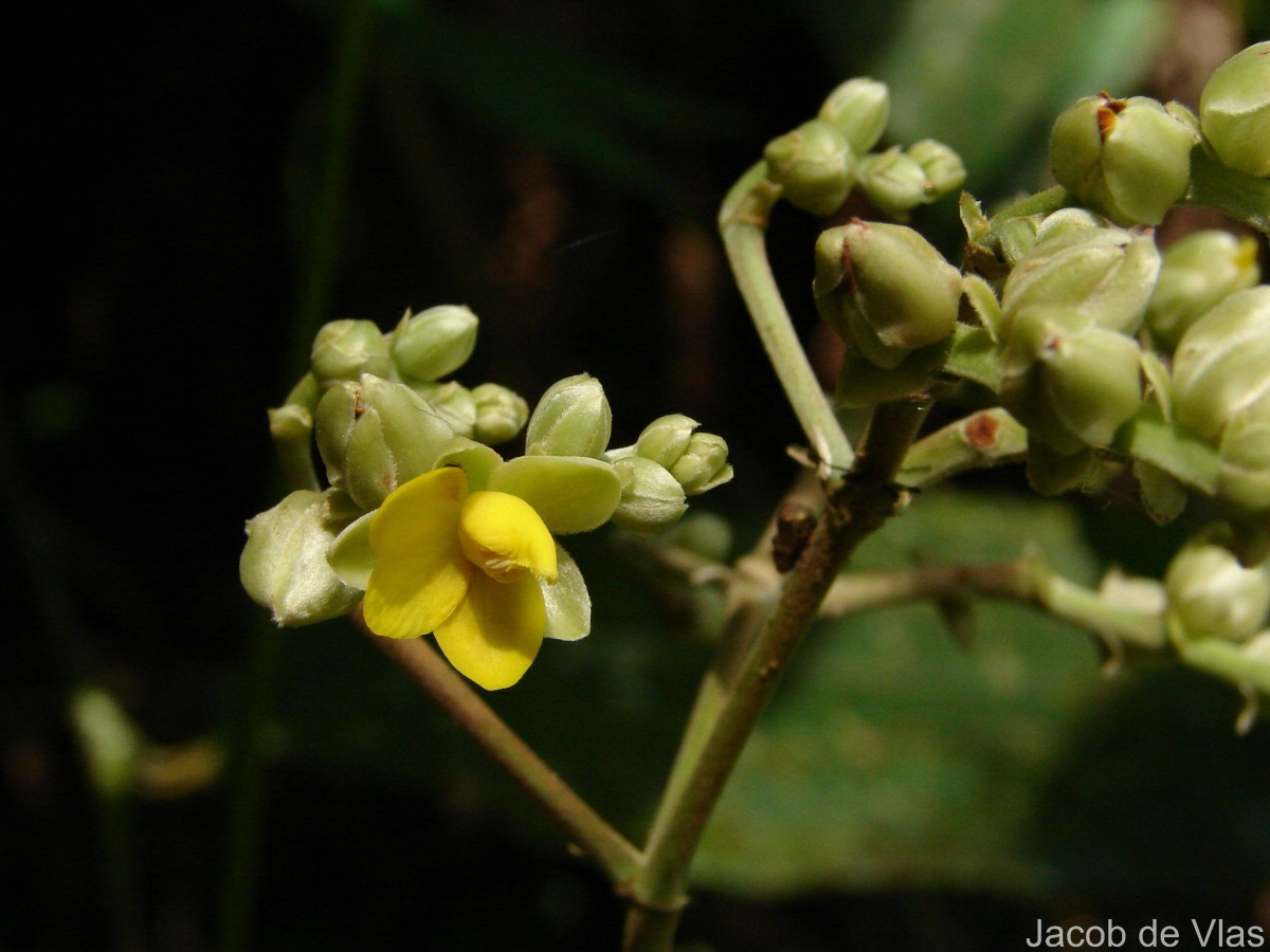Schumacheria castaneifolia Vahl